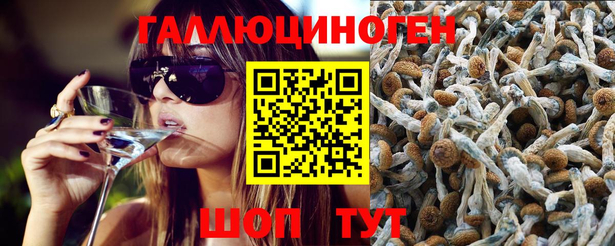 Галлюциногенные грибы GOLDEN TEACHER  что такое   Ленинск-Кузнецкий  Вход с VPN  Псилоцибиновые грибы мицелий 